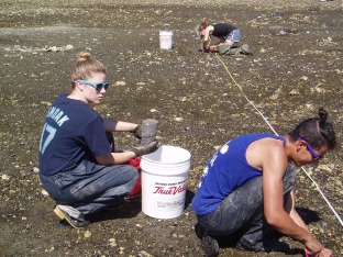 Working on outplanting clams at our Potlatch site